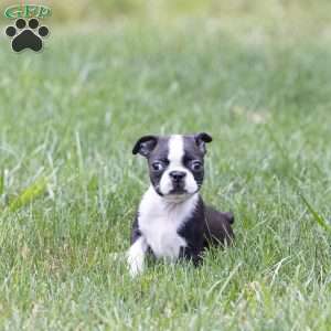 Wilma (Tiny), Boston Terrier Puppy
